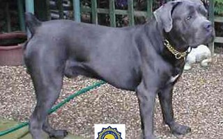 Cane Corso 2